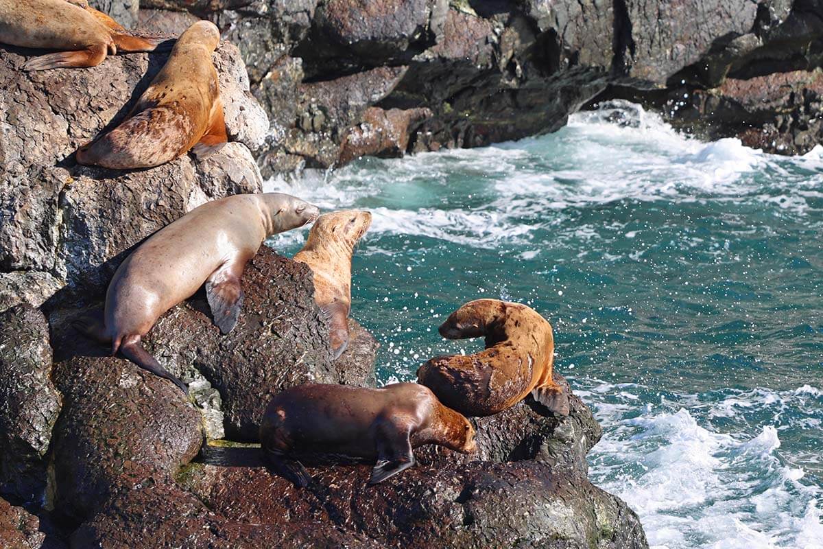 Steller sea lions in Kenai Fjords National Park Alaska