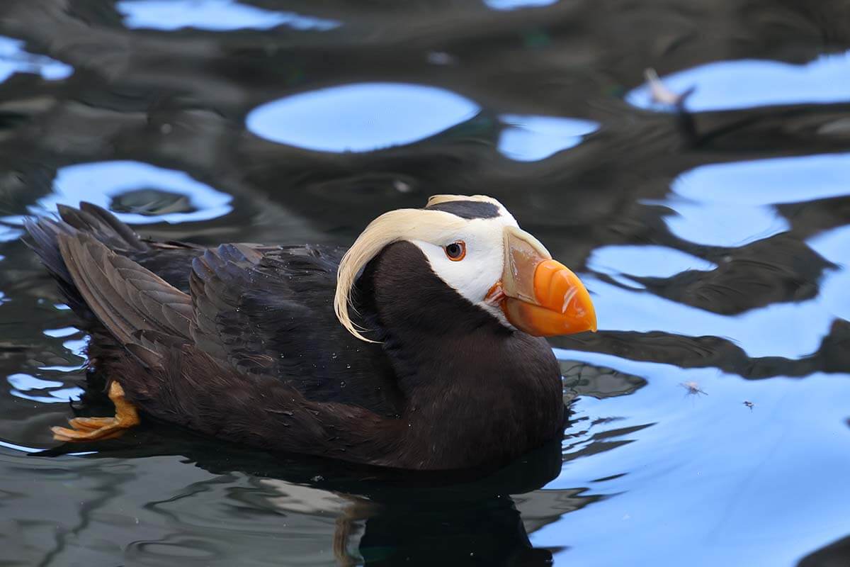 Tufted Puffin at Alaska SeaLife Center in Seward