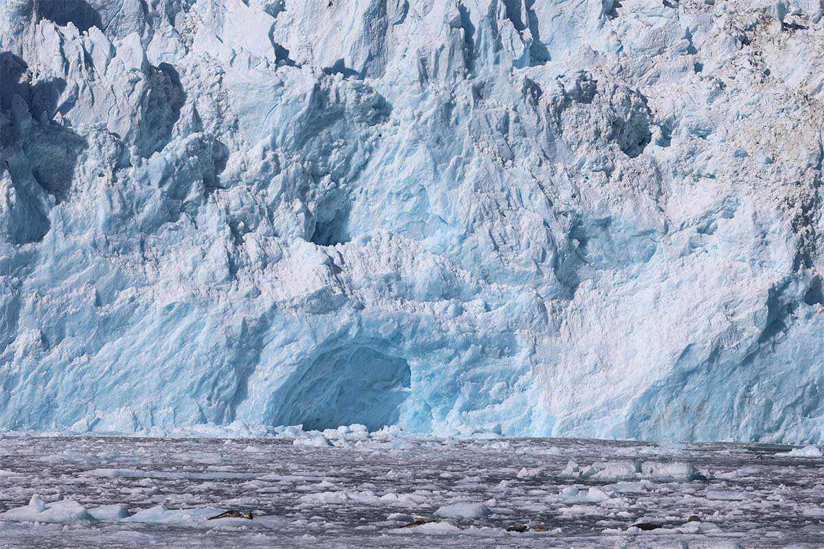 Aialik tidal glacier close up and seals laying on floating ice in Aialik Bay Alaska