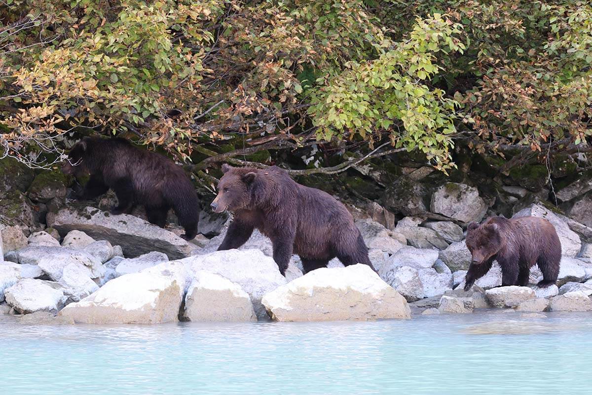 Alaska brown bears - Lake Clark National Park day trip from Anchorage