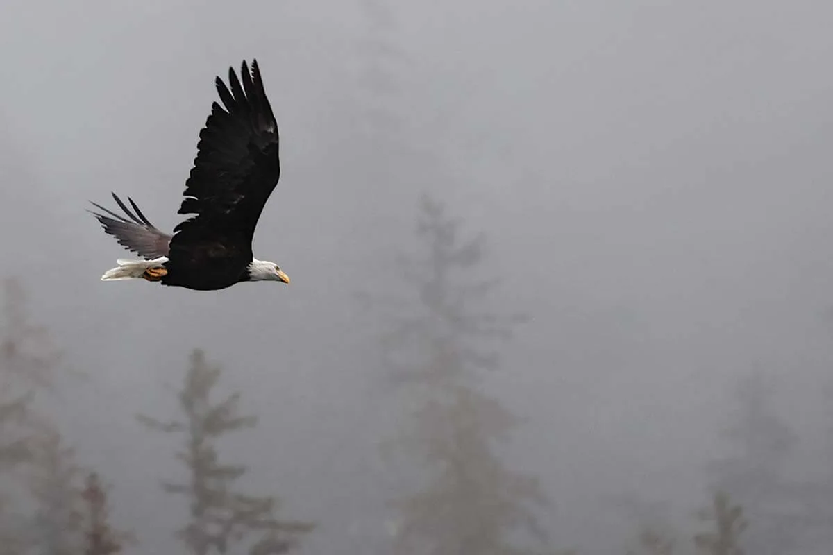 Bald eagle flying - Prince William Sound Cruise Alaska