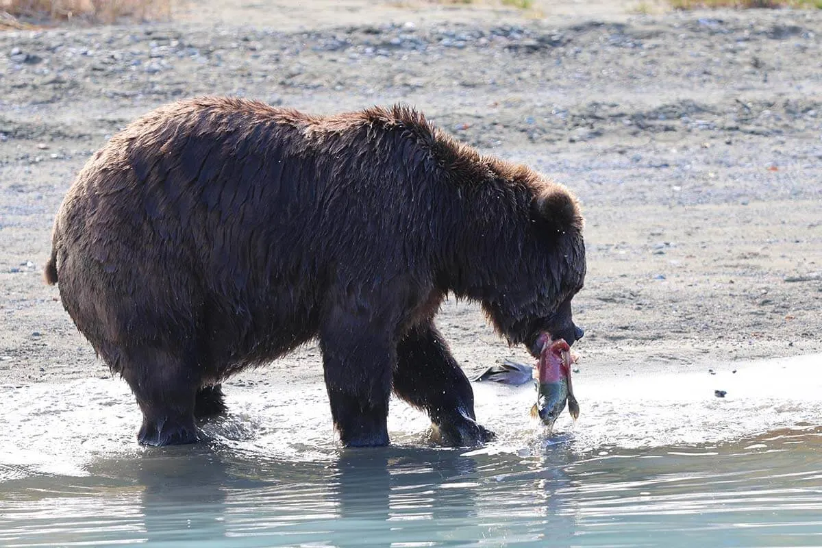 Bear fishing for salmon in Alaska - Lake Clark National Park