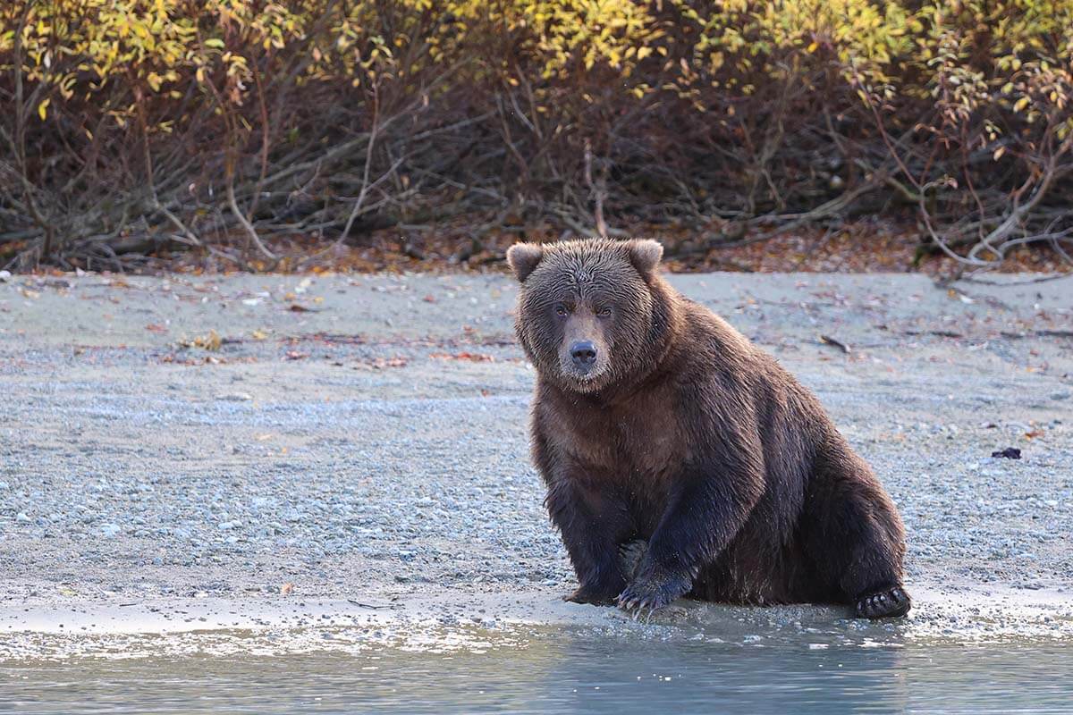 Bear on the lakeshore in Lake Clark National Park Alaska