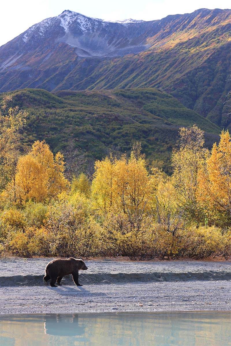 Bear viewing in Alaska in the fall