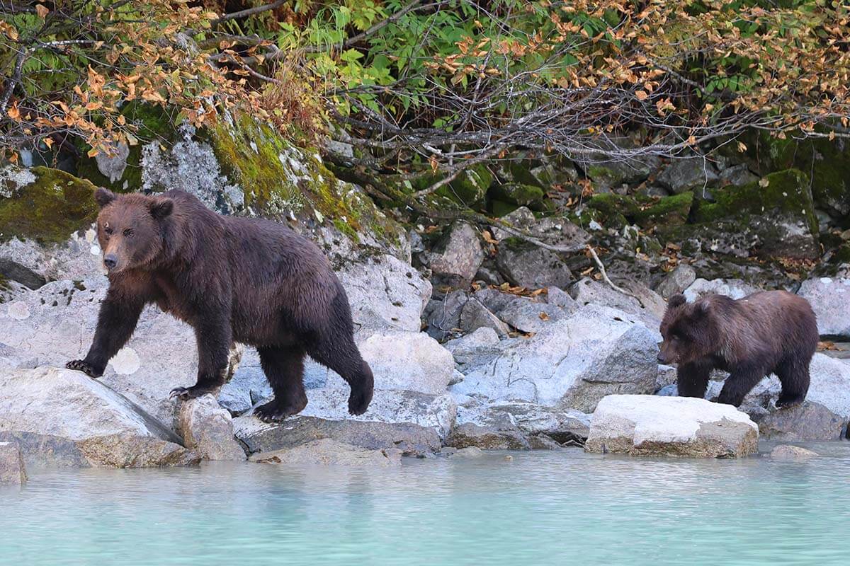 Bear viewing in Alaska - mother bear and a cub walking next to the lake