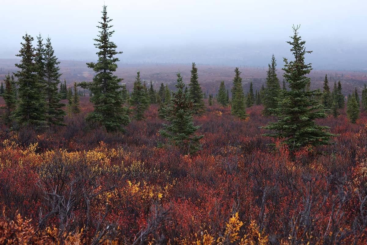 Denali National Park scenery in the fall