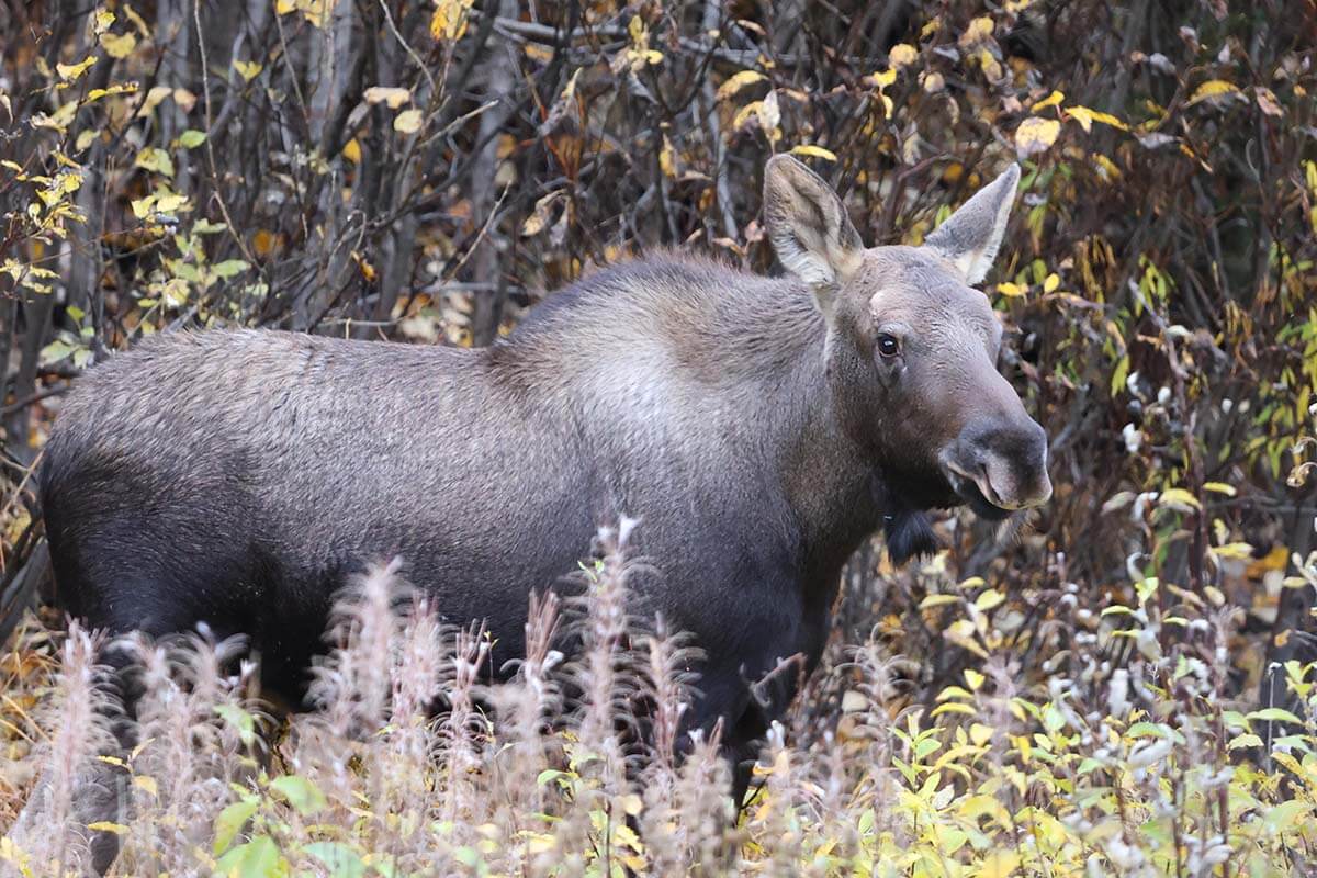 Moose in Denali National Park Alaska