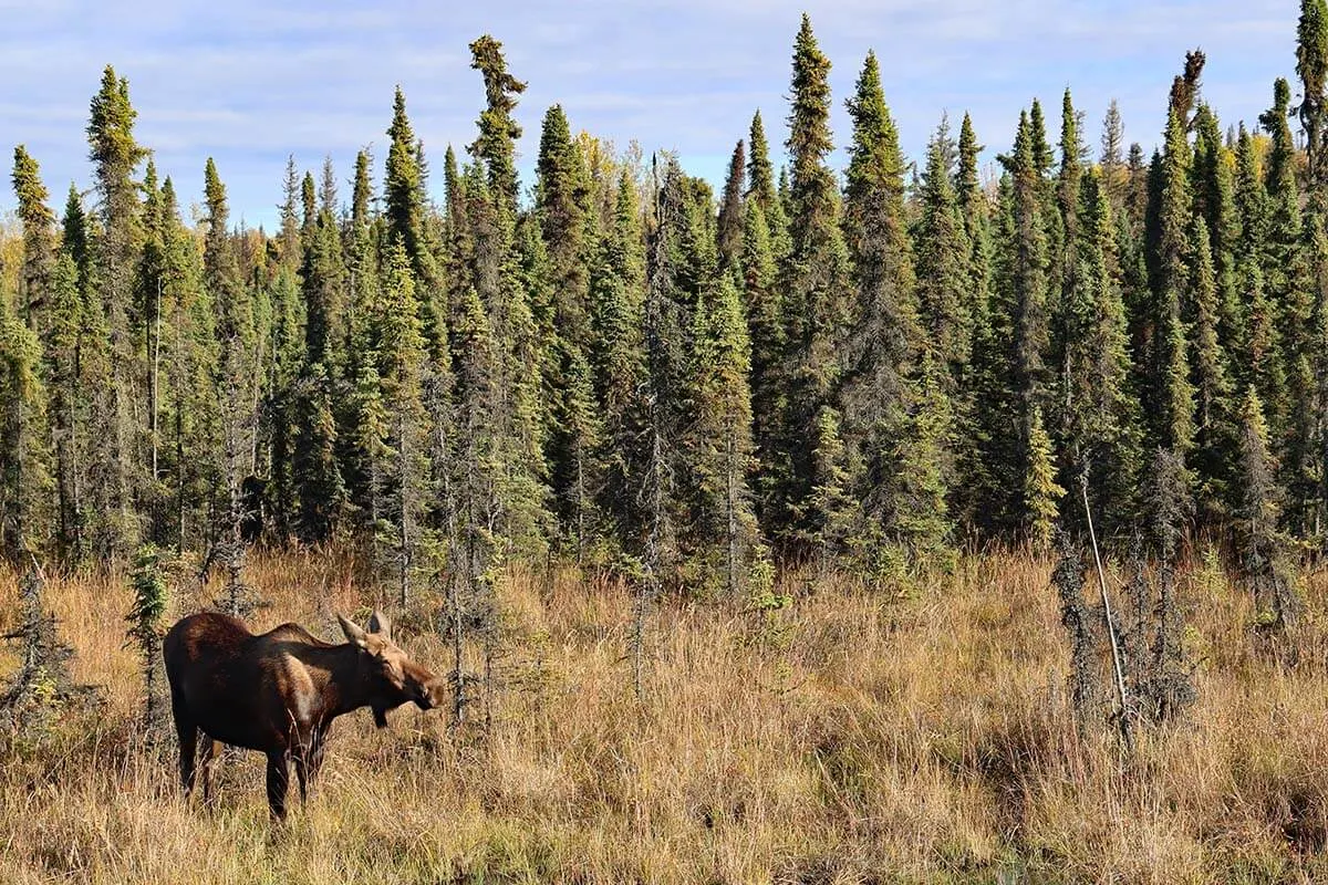 Moose next to Sterling Highway - Alaska itinerary