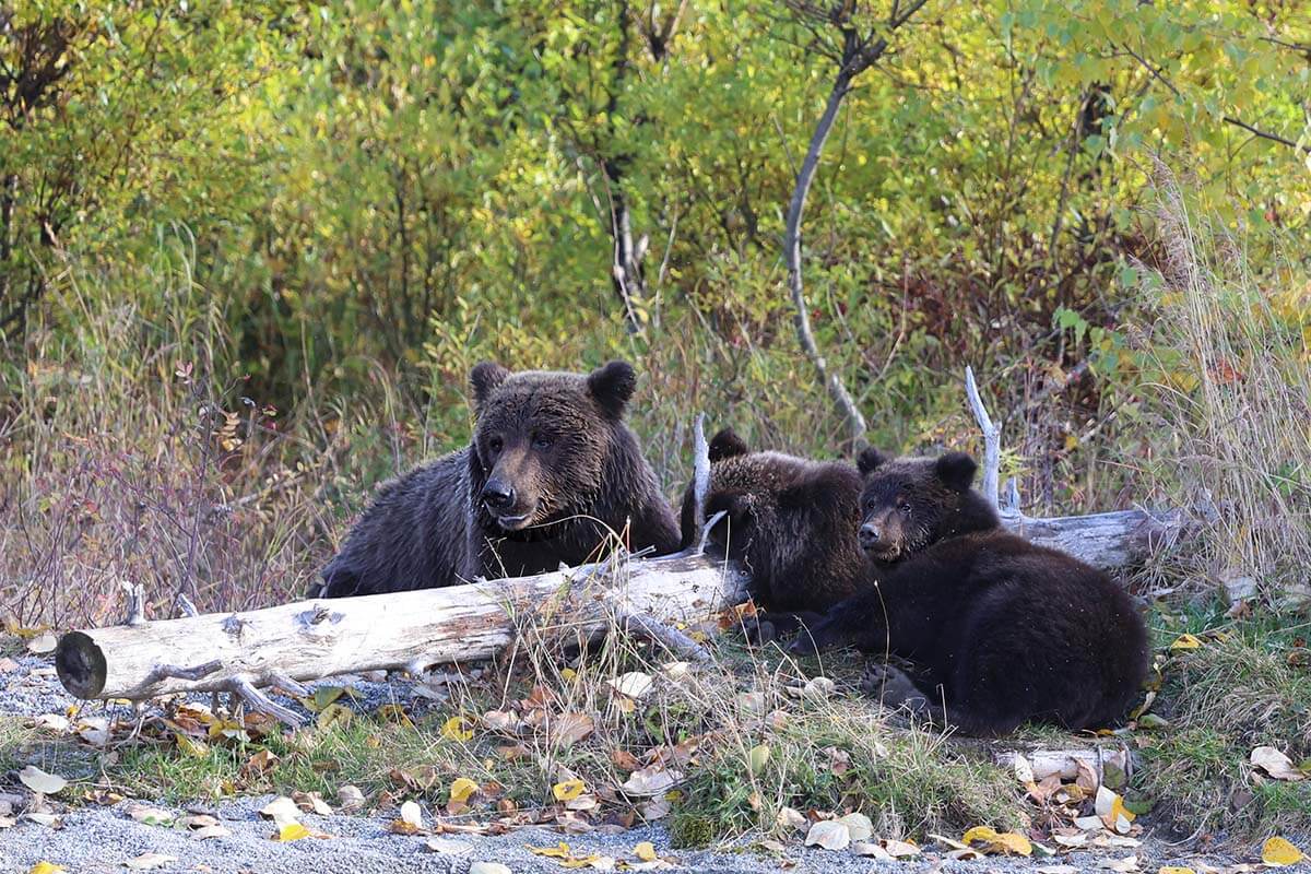 Mother bear and two cubs - bear viewing tour in Alaska