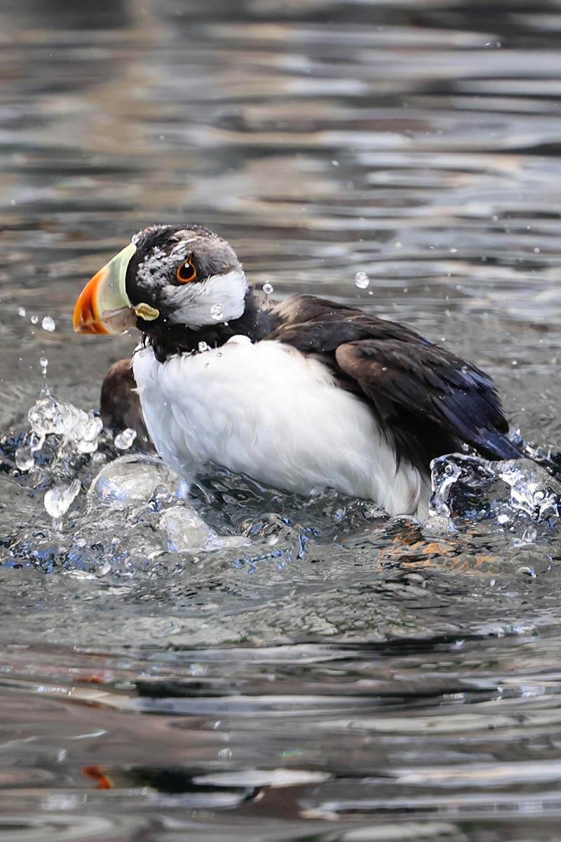 Puffin at Alaska SeaLife Center Seward