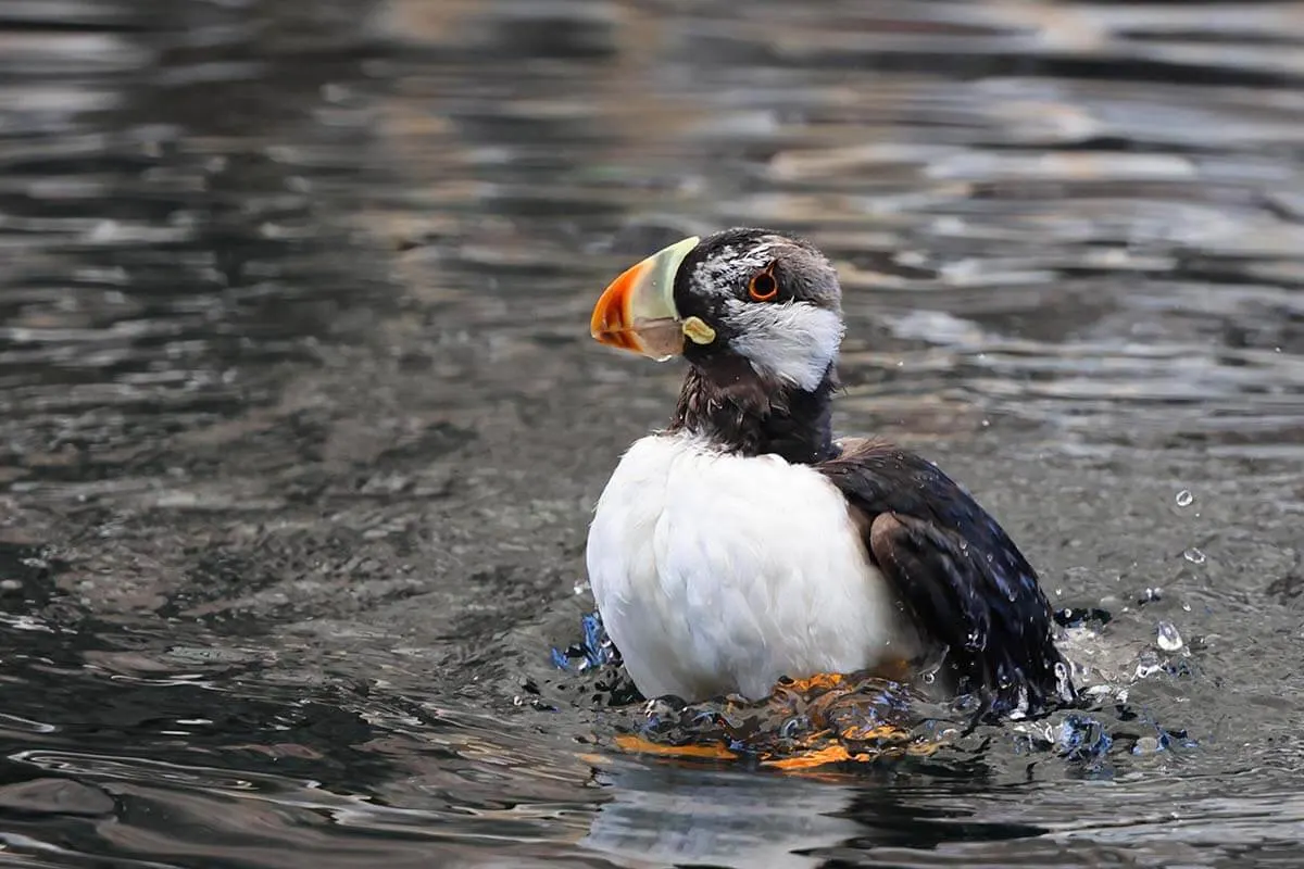 Puffin at Alaska SeaLife Center in Seward