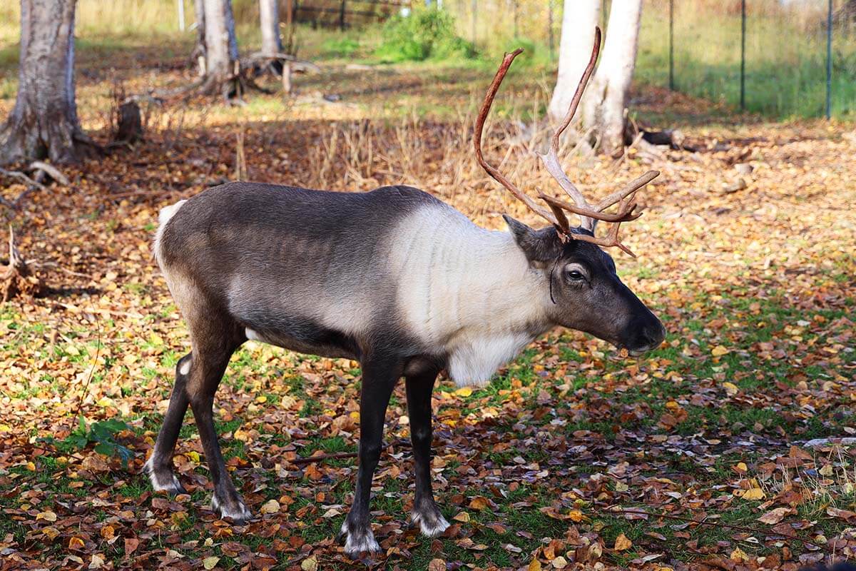 Reindeer farm in Talkeetna Alaska