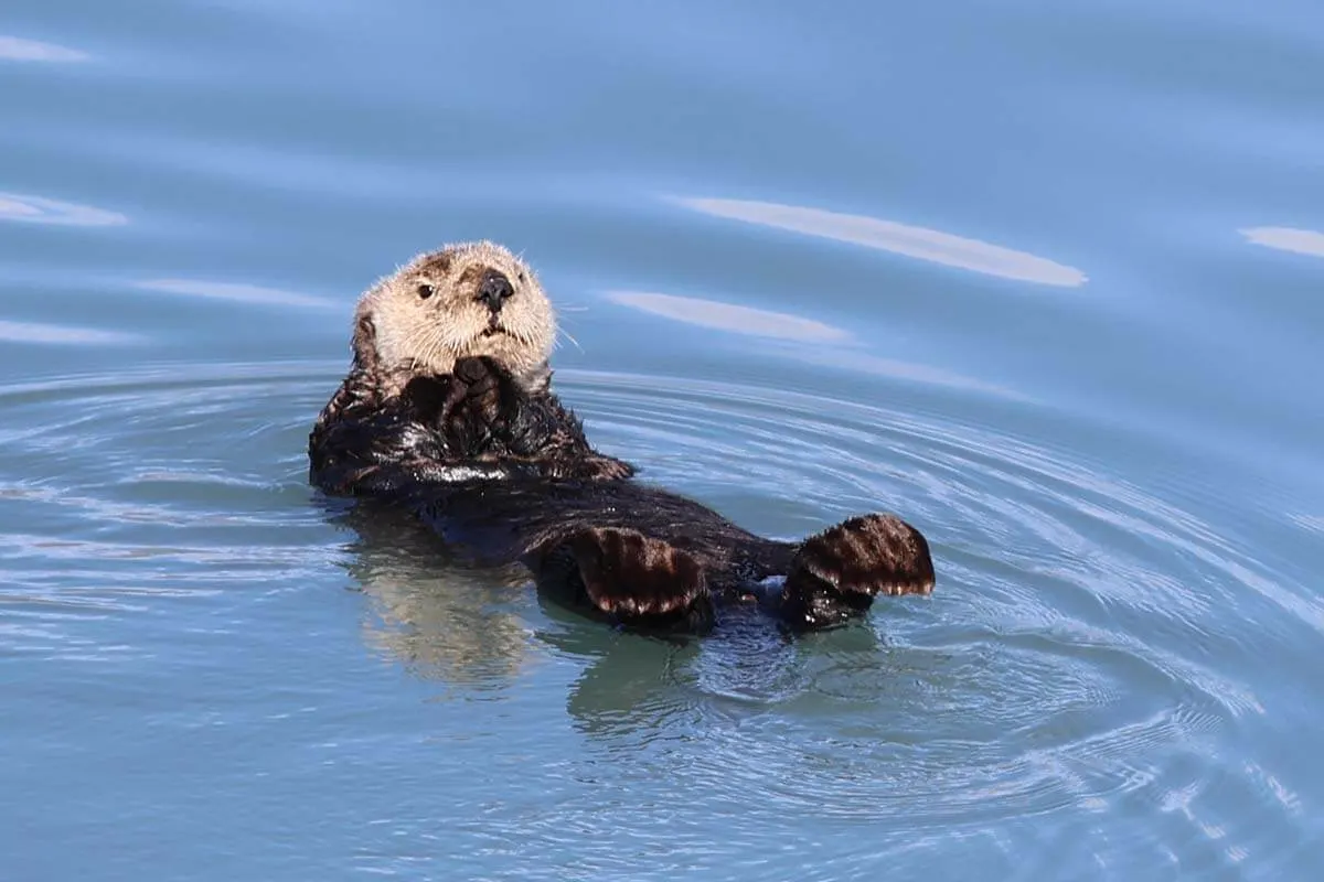 Sea otter in Resurrection Bay near Seward Alaska