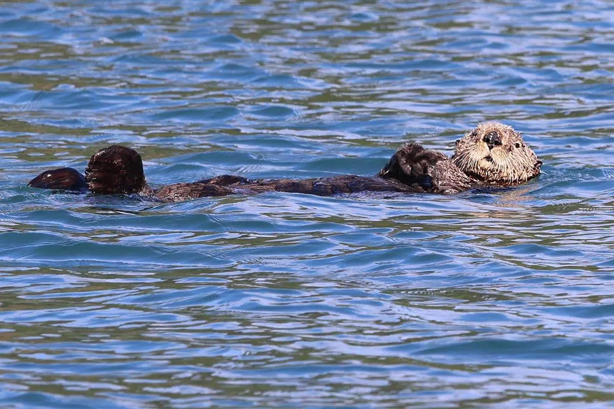 Sea otter on Kachemak Bay, Homer Alaska