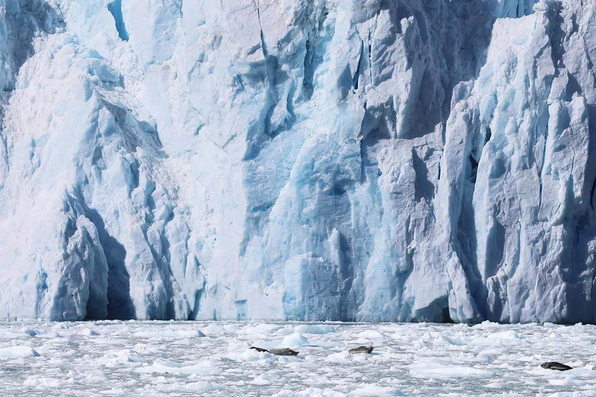 Seals on ice in front of Aialik Glacier in Alaska