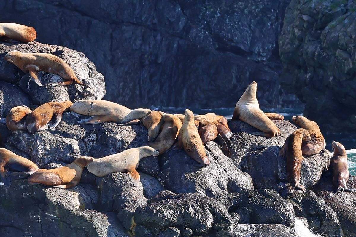 Steller sea lions in Resurrection Bay near Seward Alaska