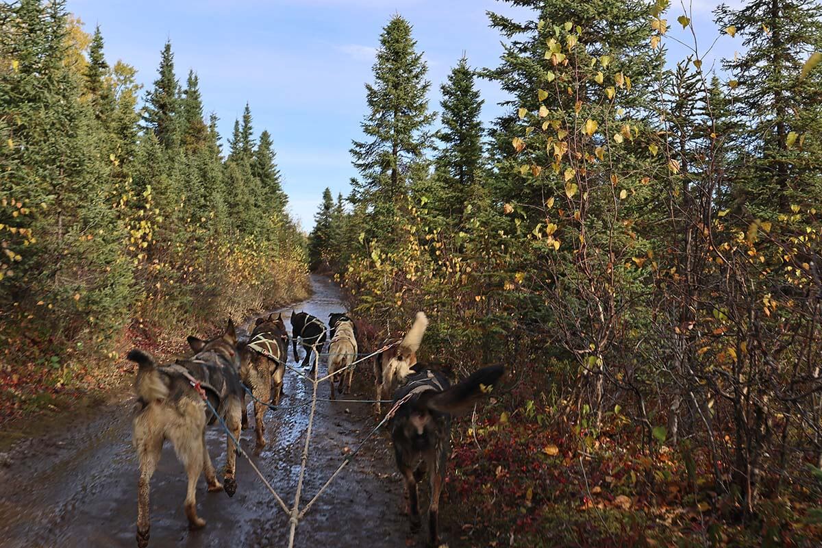 Summer dog sledding in Willow Alaska