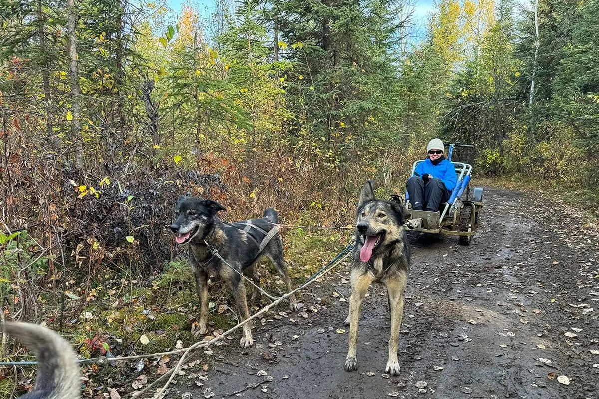 Summer dog sledding in Willow on a day trip from Anchorage Alaska