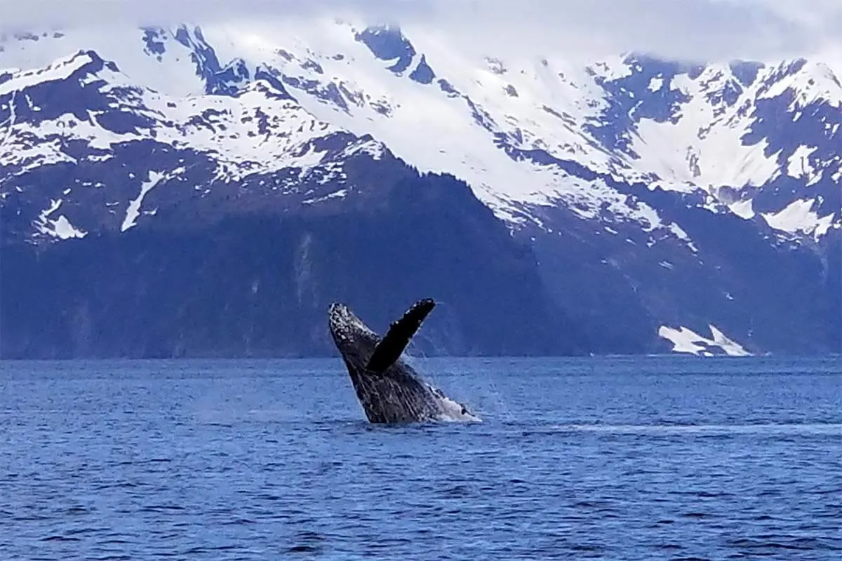 Whale watching in Alaska