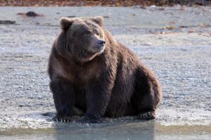 A bear called Suzan at Lake Crescent in Lake Clark National Park Alaska