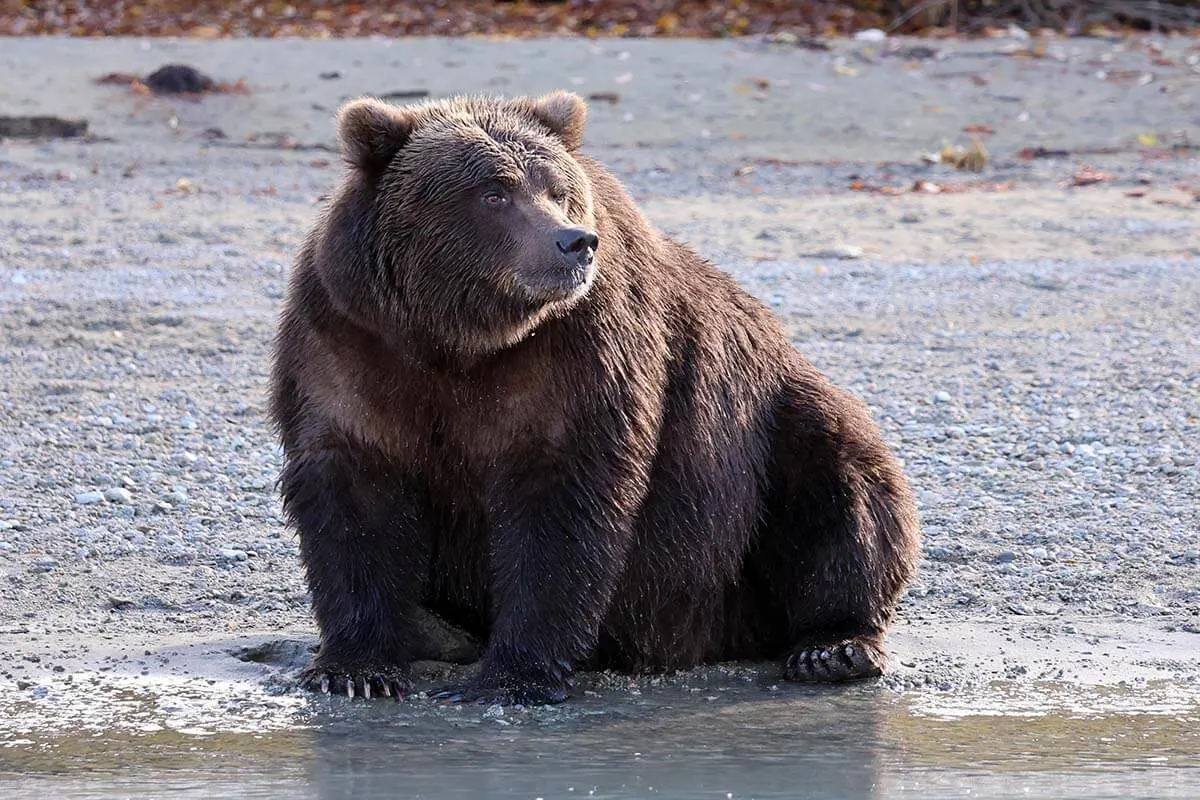 A bear called Suzan at Lake Crescent in Lake Clark National Park Alaska