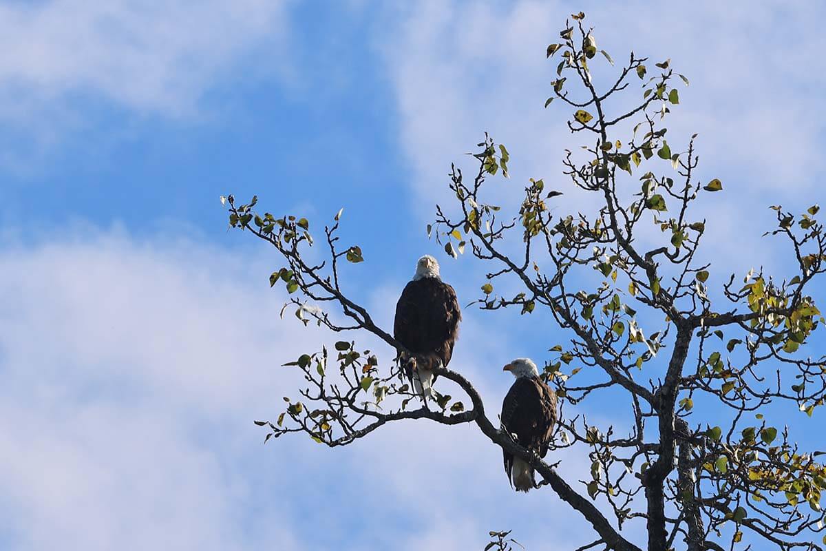 Alaskan bald eagles in Lake Clark National Park