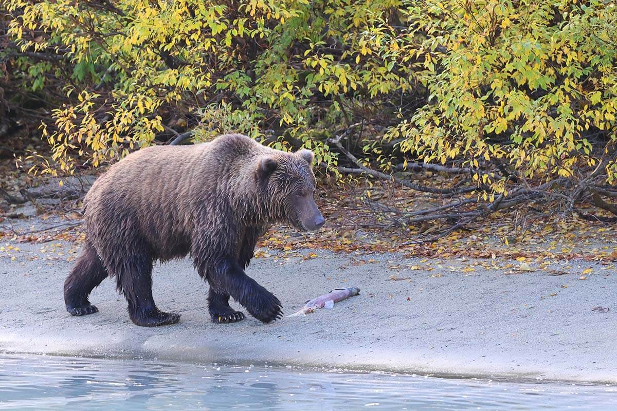 Coastal Brown Bear catching salmon on Lake Crescent in Alaska