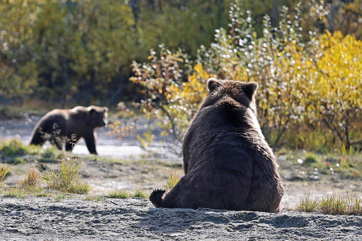 Alaskan brown bears in Lake Clark National Park