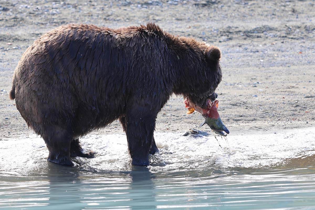 Bear fishing for salmon in Lake Crescent Alaska