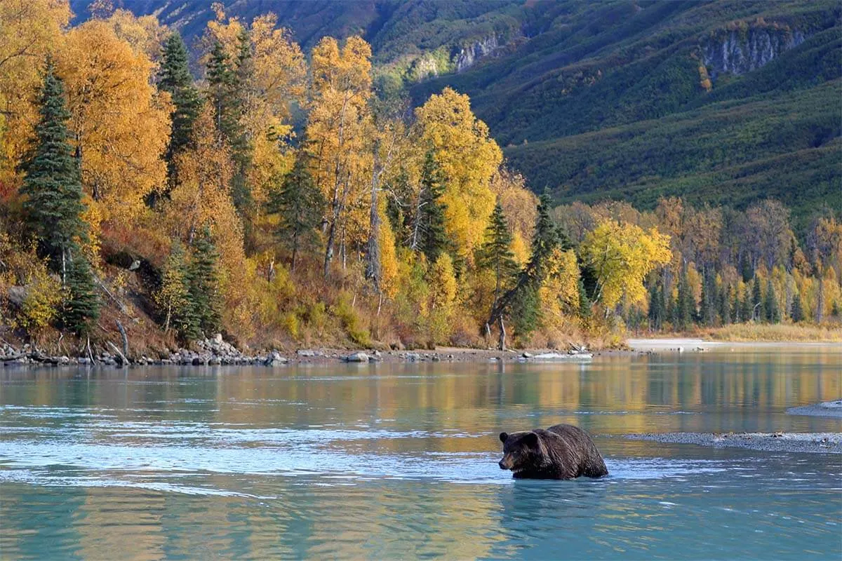 Bear viewing Lake Clark National Park in Alaska in September