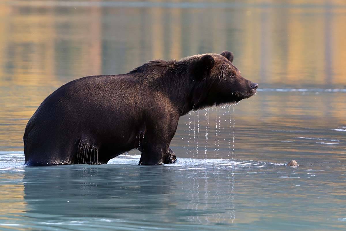 Bear viewing at Lake Clark Alaska