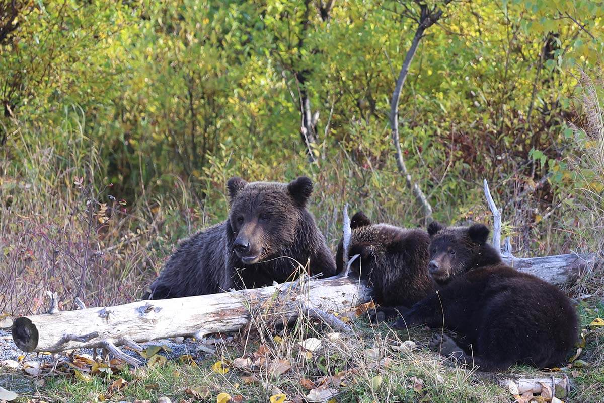 Bear viewing tour in Alaska - mother bear with cubs