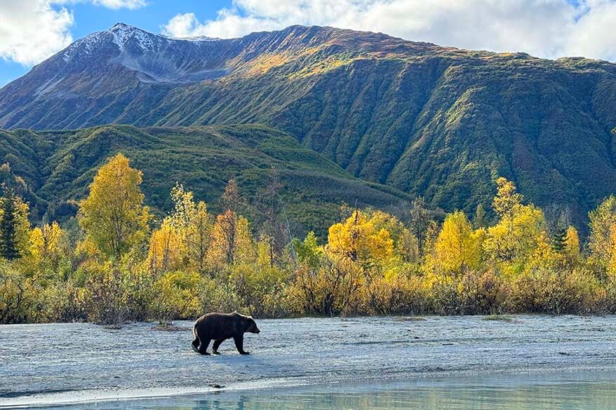 Bear in Lake Clark National Park in September