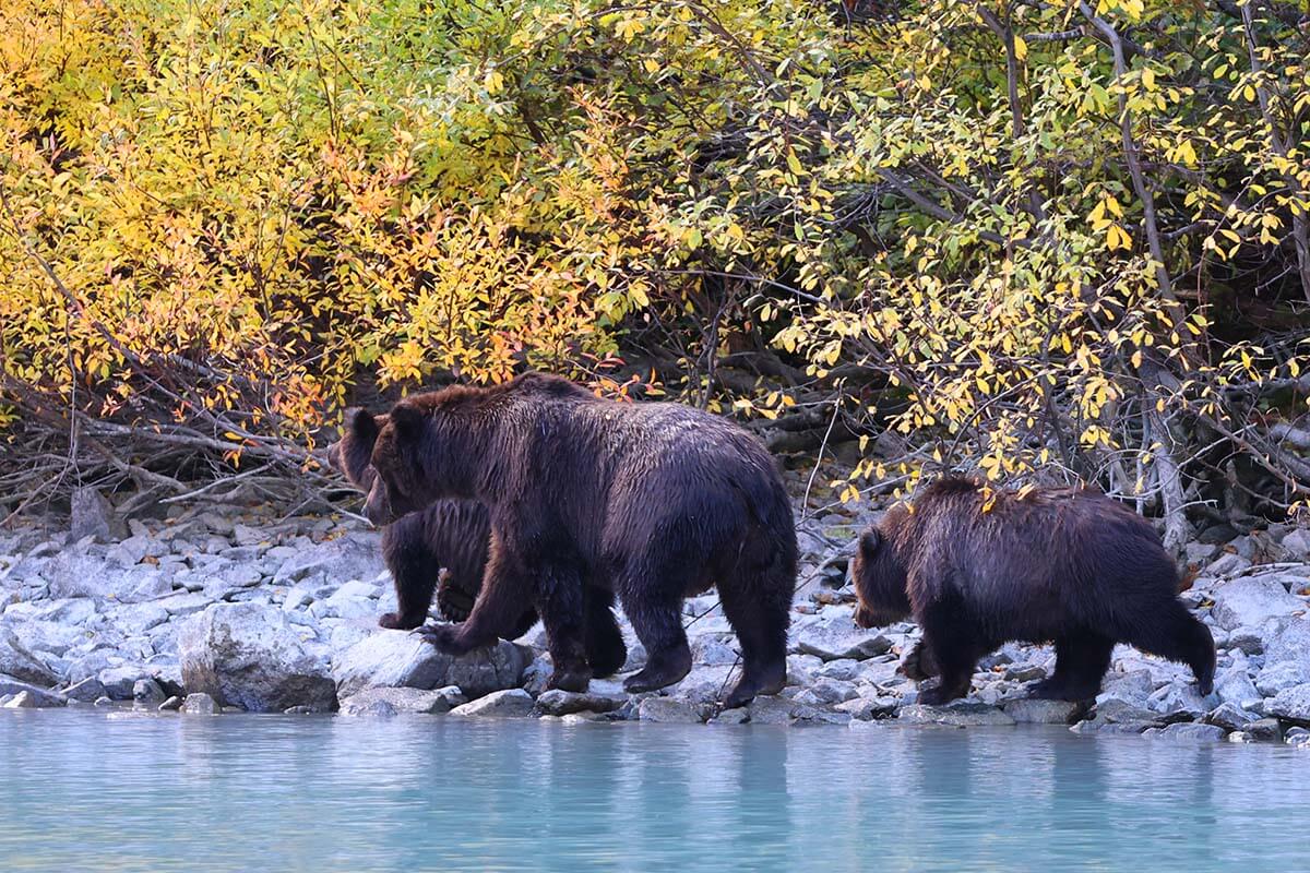 Mother bear with two cubs - bear viewing in Alaska