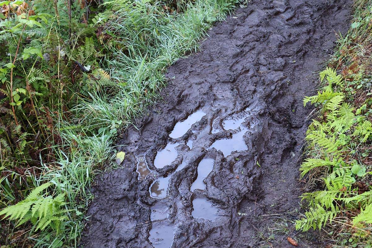 Muddy trail to Grewingk Glacier Lake in Kachemak Bay State Park