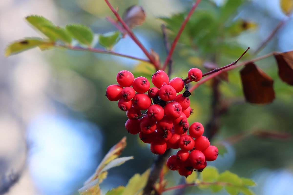 Rowan tree in Kachemak Bay State Park in the fall