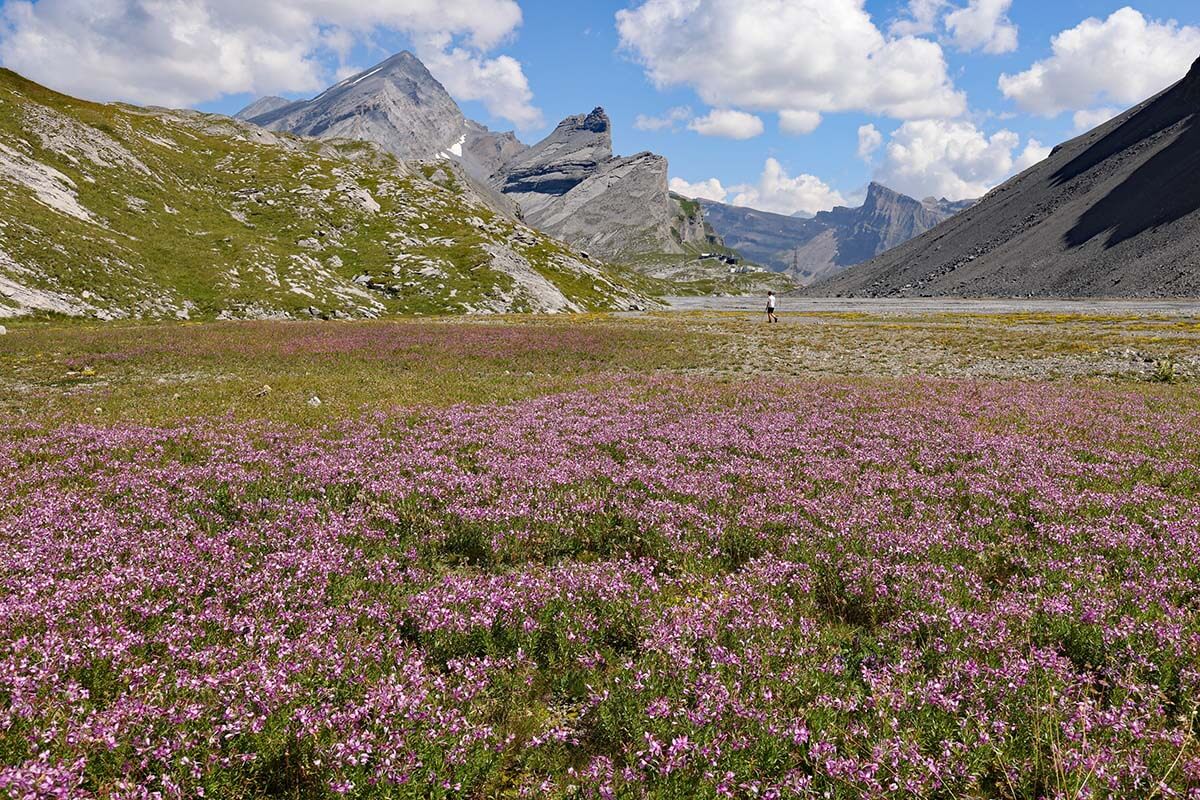 Leukerbad, Switzerland - mountain scenery with summer flowers