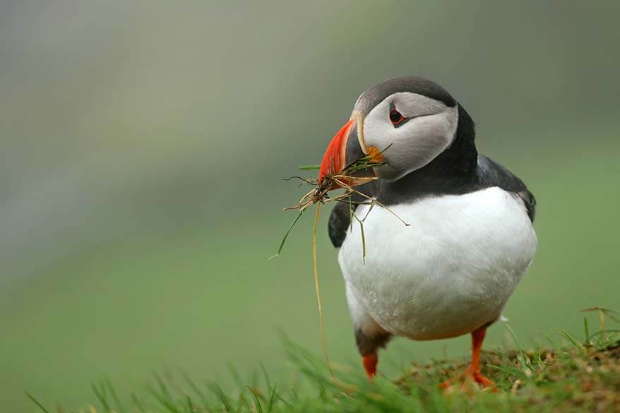 Puffin in Iceland in summer