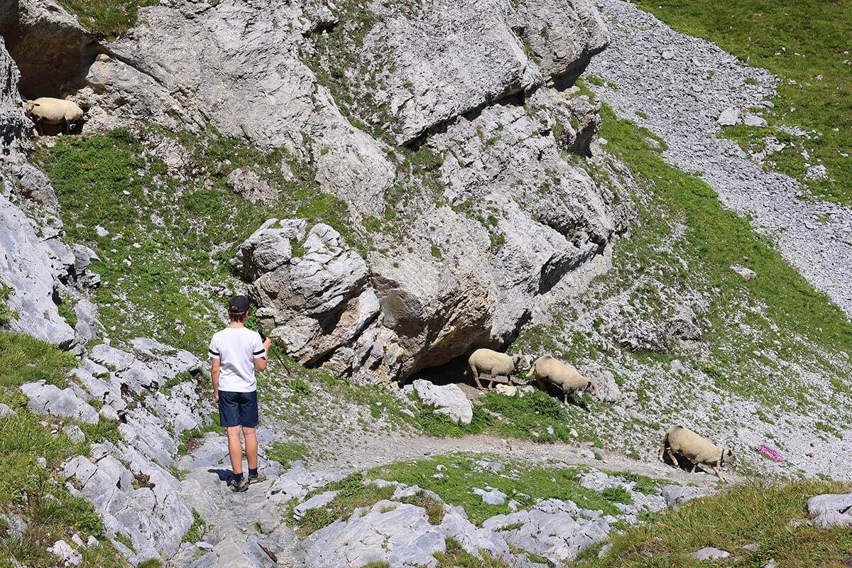 Sheep on the Gemmi Pass Lammerenhut trail in Switzerland