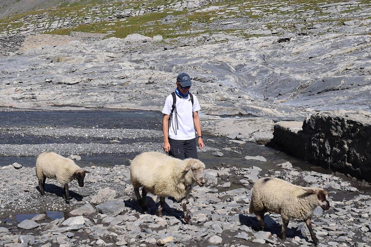 Sheep with lambs on the Lammerenhutte (lambs hut) hike in Leukerbad Swizerland