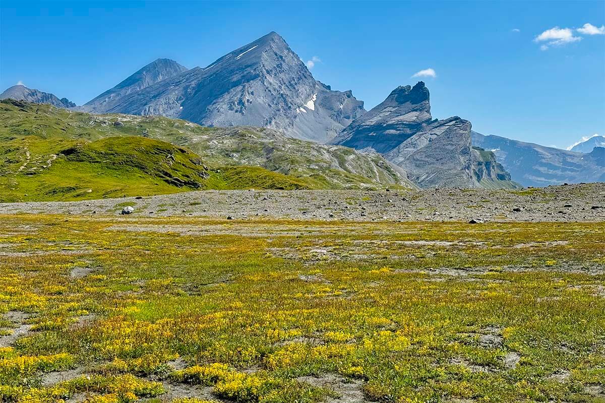 Swiss mountain landscape with yellow summer flowers at Gemmi Pass in Leukerbad