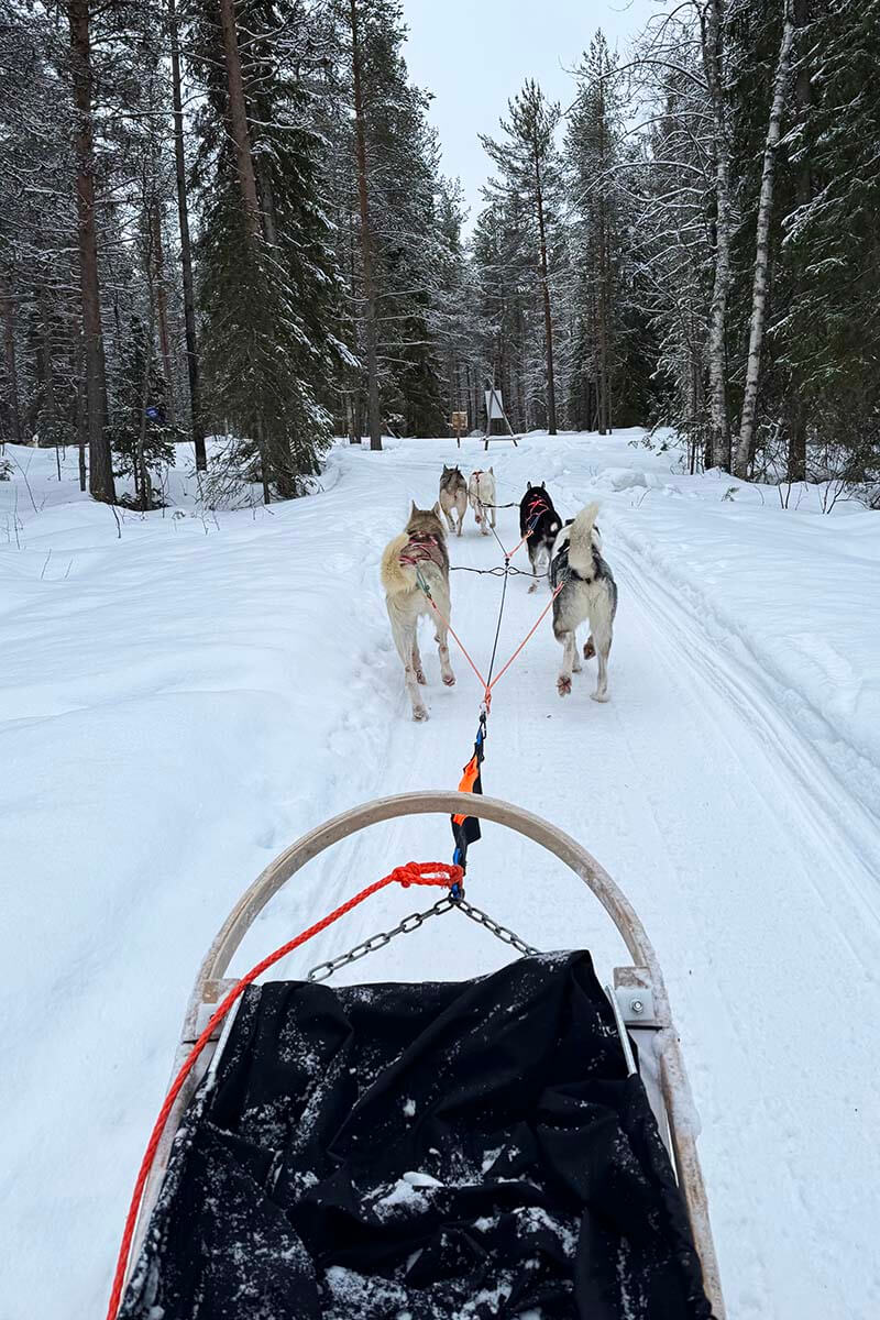 Best things to do in Rovaniemi - dog sledding