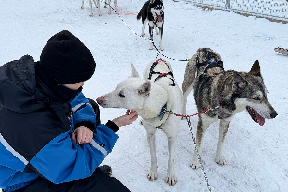 Cuddling huskies after dog sledding in Rovaniemi in winter