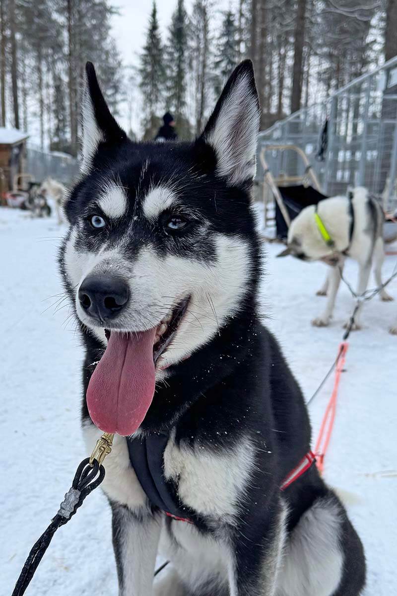 Husky dog in Lapland