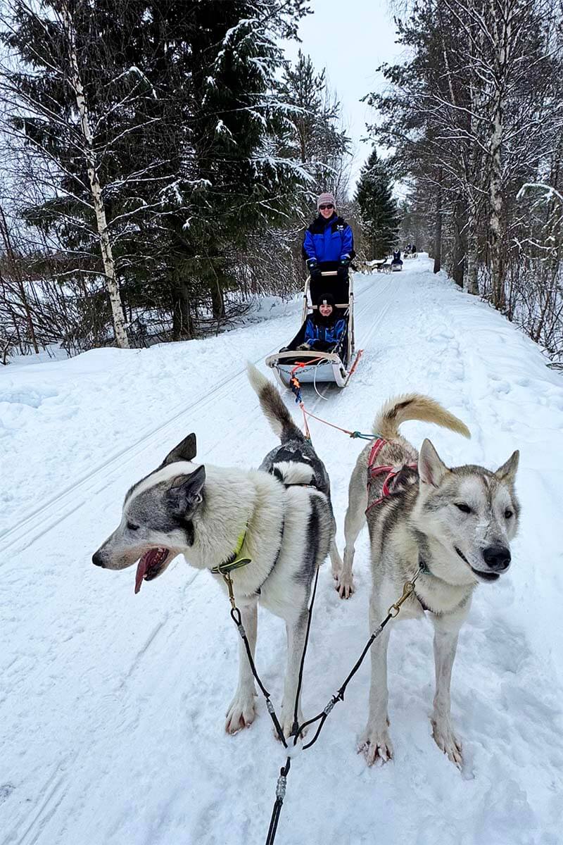 Husky sledding in Rovaniemi Lapland