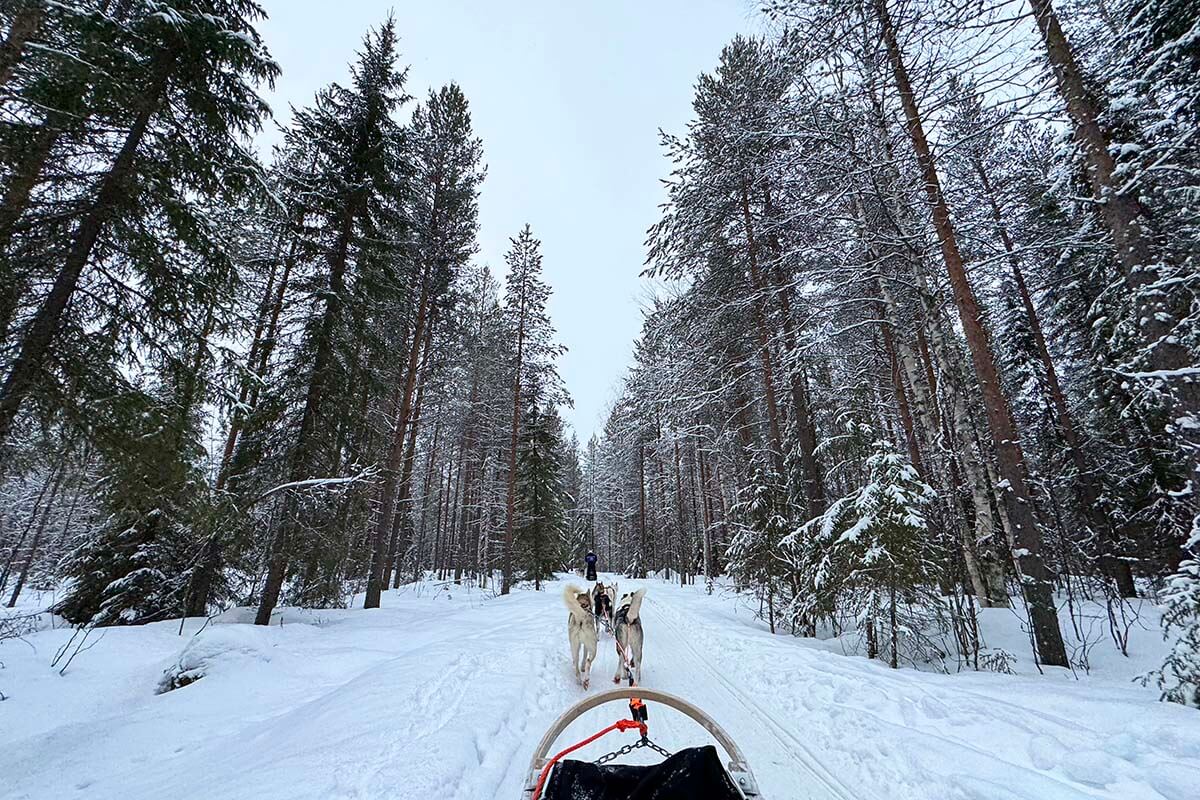 Husky sledding in the forest near Rovaniemi in winter