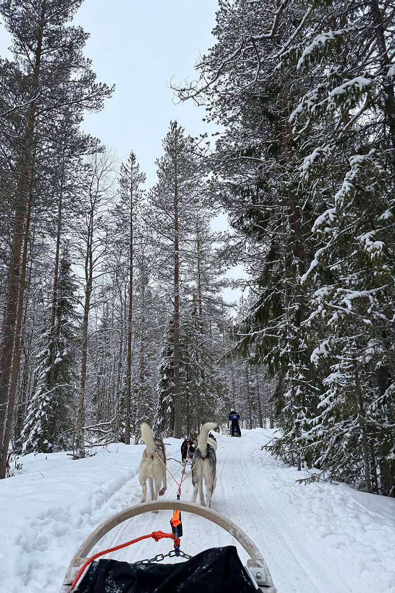 Husky sledding through a snowy forest near Rovaniemi in Finland