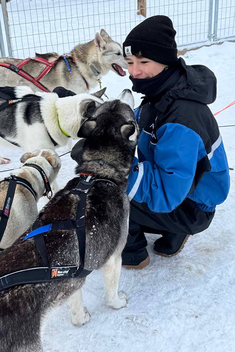 Interacting with huskies on a dog sledding tour at Apukka in Rovaniemi