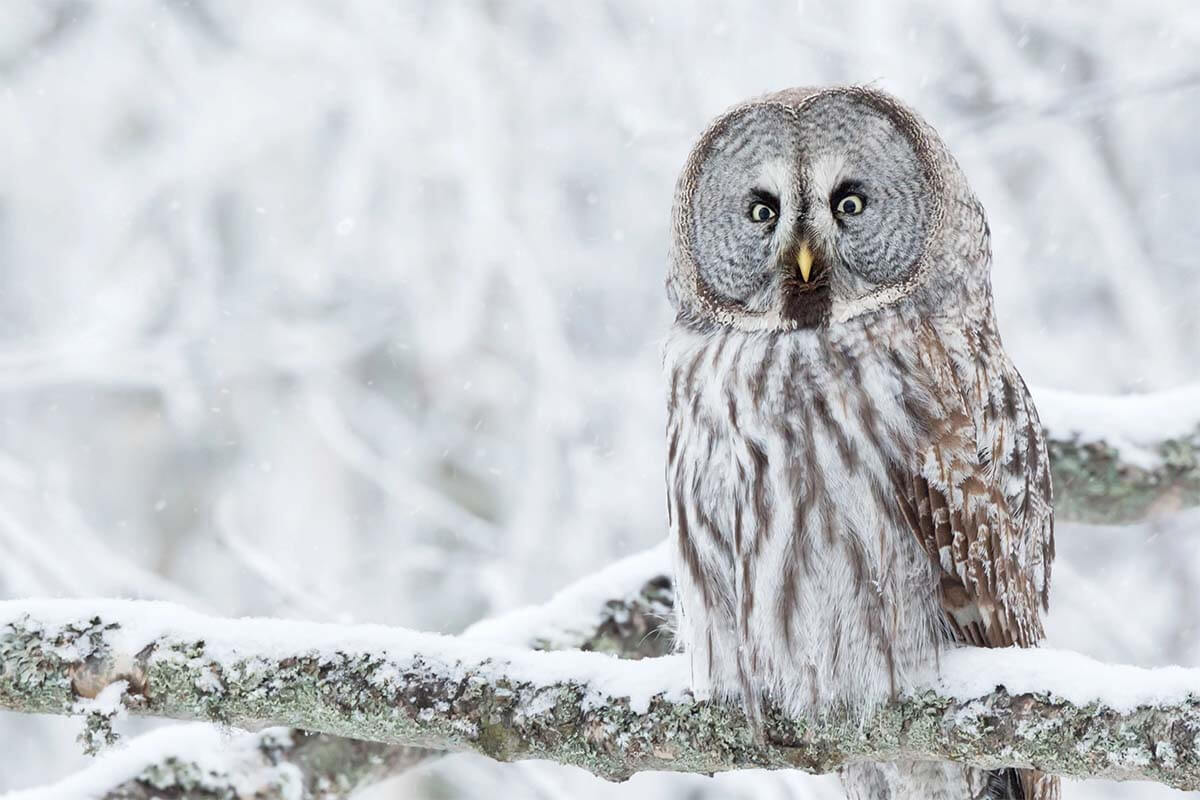 Owl in the snow - Ranua Lapland in winter