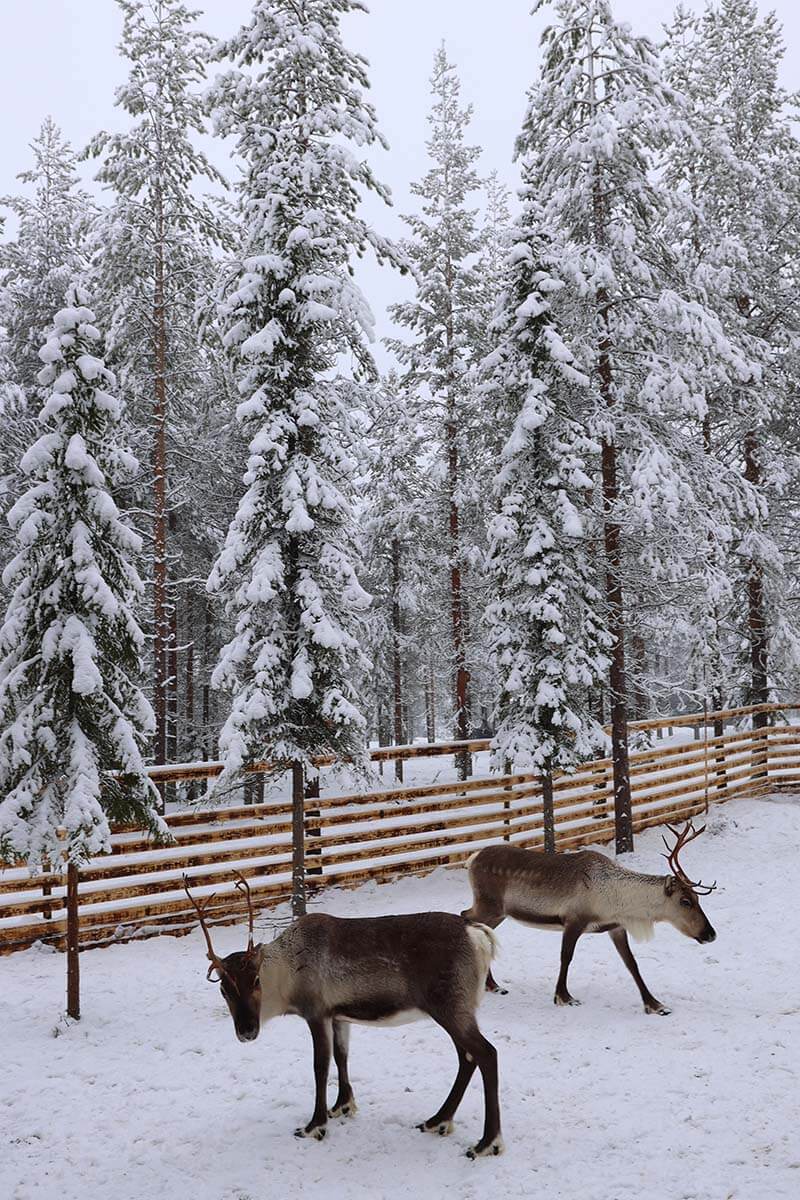 Reindeer in a snowy forest in winter in Rovaniemi Lapland